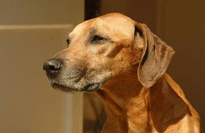 Rosko's 10th Birthday