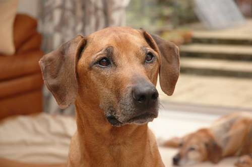 Rosko on His Ninth Birthday