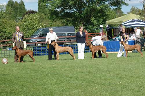 The Winners - Rhodesian Ridgeback club of great Britain Open Show June 2009