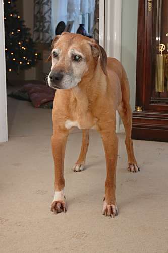 Kimba