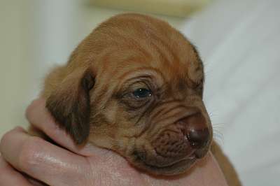 Lamar at 2 Weeks