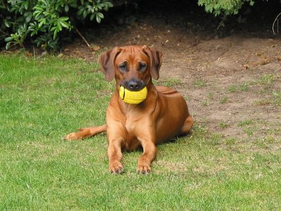 Lotti with Ball
