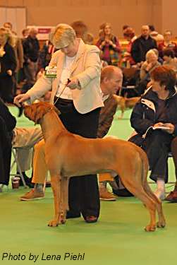 Maestro at Crufts 2010