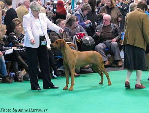 Maestro - Winner Veteran Dog at Crufts 2011