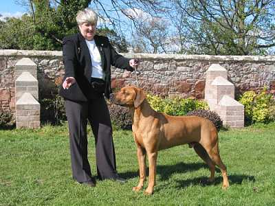 Maestro - Winner Reserve CC at the Hound Association of Scotland Championship Show