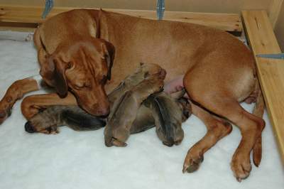 Phoenix With Her Puppies