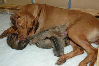 Phoenix With Her Puppies