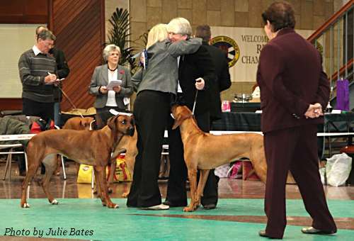 Tiffany - Winner of Reserve CC at the Rhodesian Ridgeback Club of Scotland Championship Show, November 2010