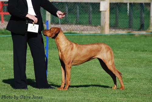 Tiffany - 1st Junior Bitch at the SRRA Open Show October 2010