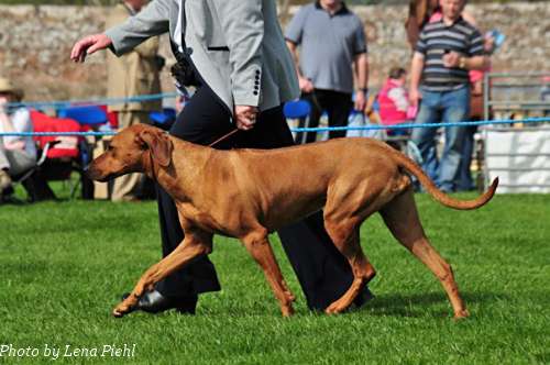 Tiffany - Winner of Post Graduate Bitch at the Hound Association of Scotland Championship Show, April 2011