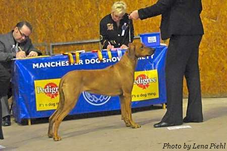 Tiffany - Winner Post Graduate Bitch at Manchester Championship Show, January 2011