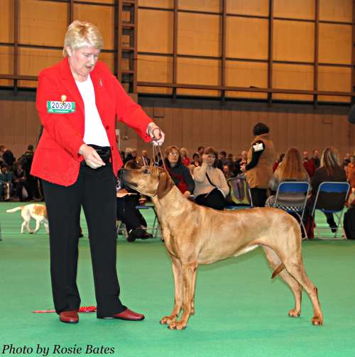 Tiffany - 1st in Limit Bitch at Crufts 2012